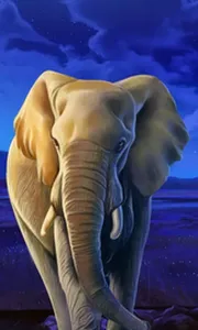 African Elephant